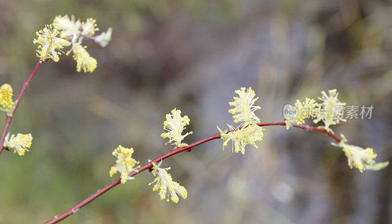 柳树(Salix sp.)与雄性柳絮(英属哥伦比亚，W.加拿大)